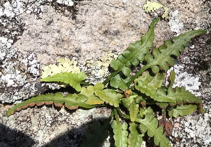 image of Asplenium pinnatifidum, Lobed Spleenwort