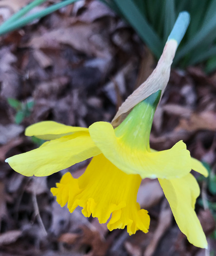 image of Narcissus ×incomparabilis, Nonesuch Daffodil