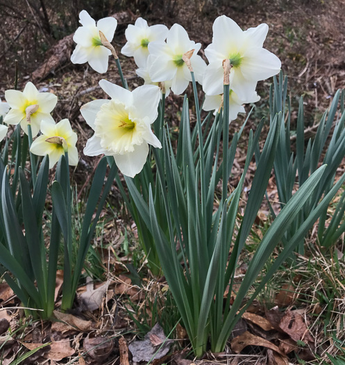 image of Narcissus ×incomparabilis, Nonesuch Daffodil