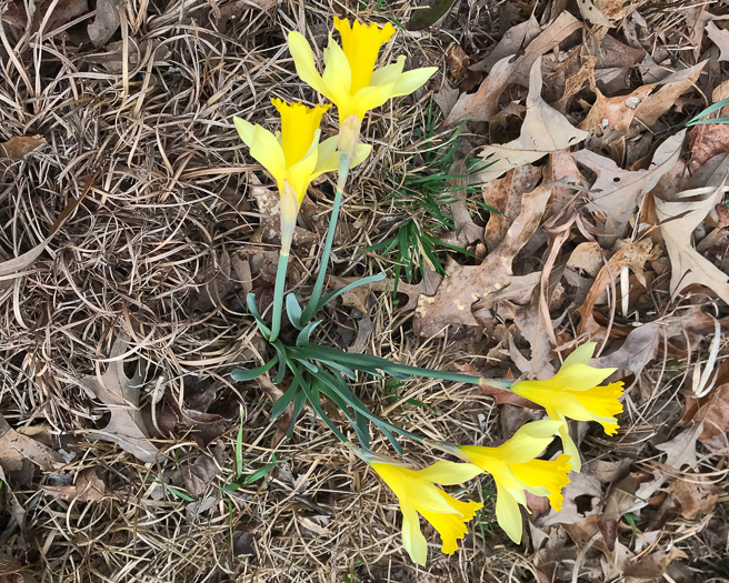 image of Narcissus pseudonarcissus, Common Daffodil, Trumpet Narcissus