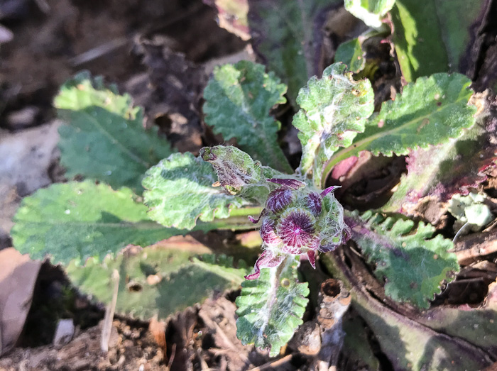 image of Packera obovata, Roundleaf Ragwort, Roundleaf Groundsel, Spatulate-leaved Ragwort, Running Ragwort