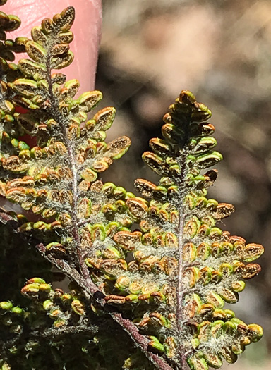 image of Myriopteris tomentosa, Woolly Lipfern