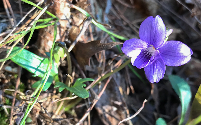 image of Viola emarginata var. 5, Sword-leaved Violet