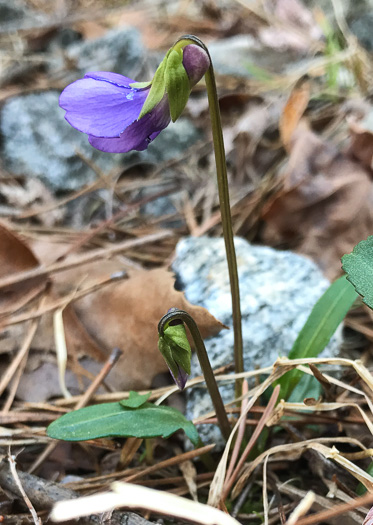 image of Viola emarginata var. 5, Sword-leaved Violet