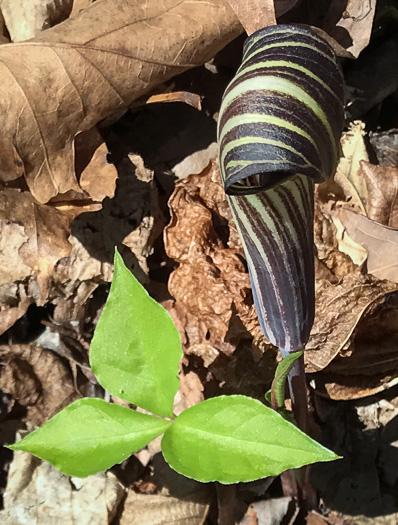 image of Arisaema triphyllum, Common Jack-in-the-Pulpit, Indian Turnip