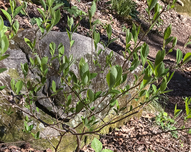 image of Lindera benzoin, Northern Spicebush, Wild Allspice