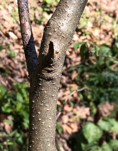 image of Lindera benzoin, Northern Spicebush, Wild Allspice