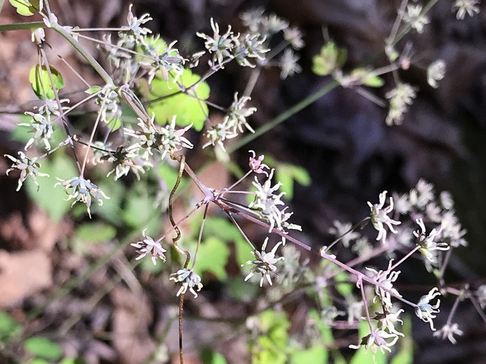 image of Thalictrum dioicum, Early Meadowrue