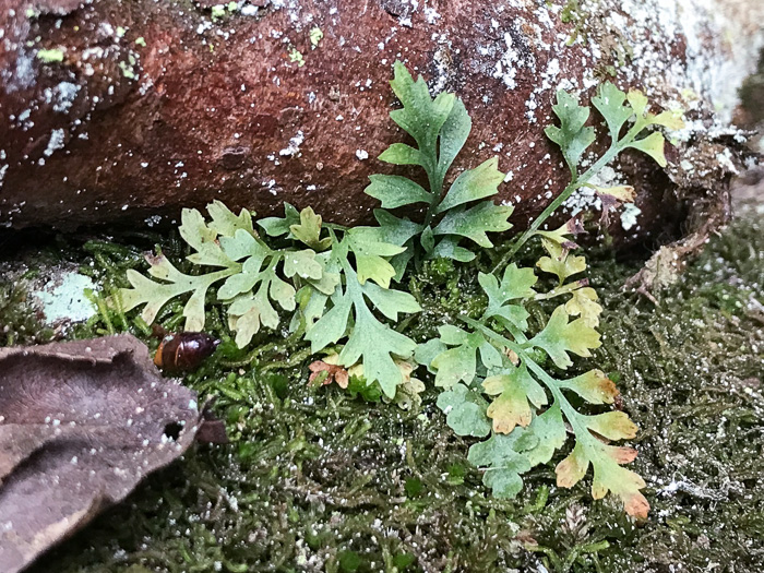 image of Asplenium montanum, Mountain Spleenwort