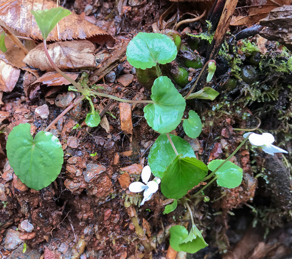 image of Viola minuscula, Wild White Violet, White Marsh Violet