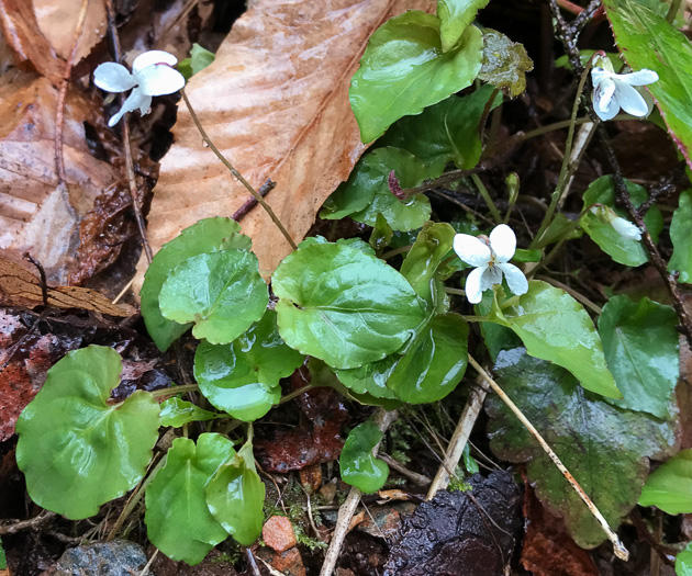 image of Viola minuscula, Wild White Violet, White Marsh Violet