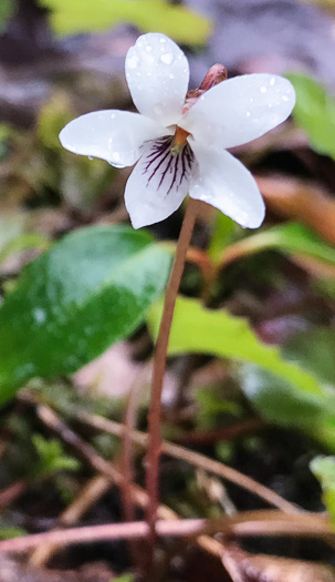 image of Viola minuscula, Wild White Violet, White Marsh Violet