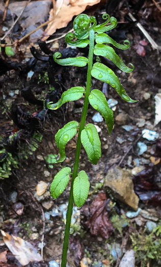 image of Diplaziopsis pycnocarpa, Glade Fern