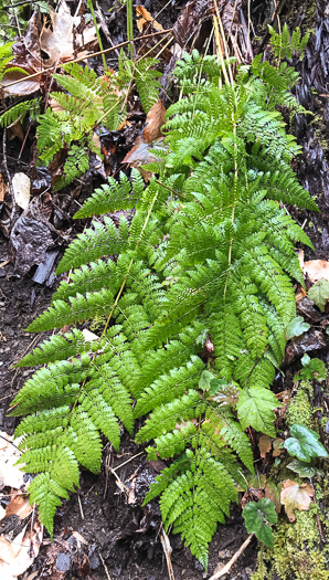 image of Dryopteris intermedia, Evergreen Woodfern, Fancy Fern, Intermediate Woodfern