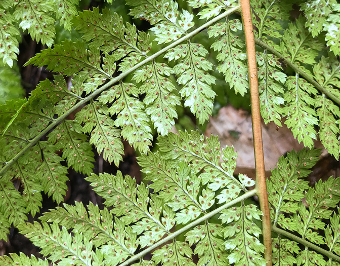 image of Dryopteris intermedia, Evergreen Woodfern, Fancy Fern, Intermediate Woodfern