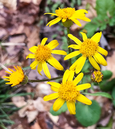 image of Packera aurea, Golden Ragwort, Heartleaf Ragwort, Golden Groundsel