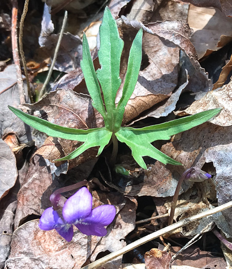 image of Viola subsinuata var. subsinuata, Wavyleaf Violet