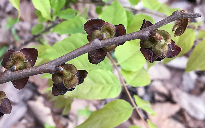 image of Asimina parviflora, Small-flowered Pawpaw, Small-fruited Pawpaw, Dwarf Pawpaw