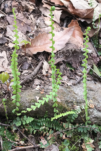 image of Asplenium platyneuron, Ebony Spleenwort