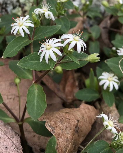 image of Stellaria pubera, Star Chickweed, Giant Chickweed, Great Chickweed, Common Starwort