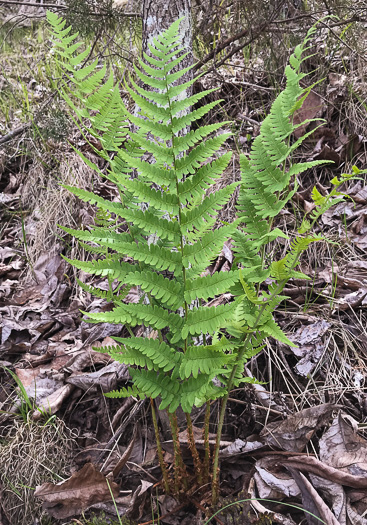 image of Dryopteris marginalis, Marginal Woodfern, Marginal Shield-fern