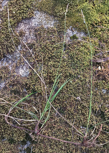 image of Carex pensylvanica, Pennsylvania Sedge, High Meadow Sedge