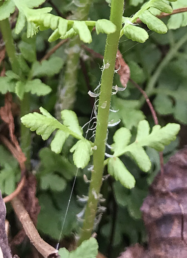 image of Woodsia obtusa ssp. obtusa, Blunt-lobed Cliff Fern, Common Woodsia