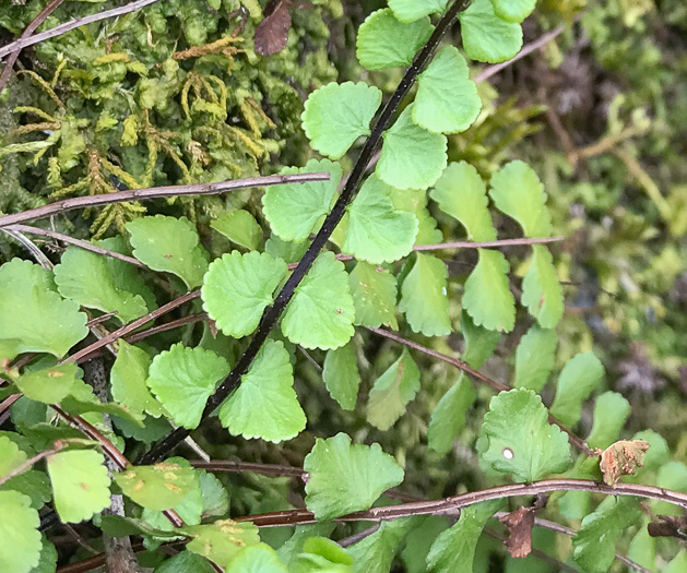 image of Asplenium trichomanes, Maidenhair Spleenwort