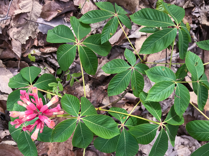 image of Aesculus sylvatica, Painted Buckeye