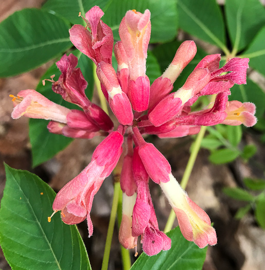 Aesculus sylvatica, Painted Buckeye