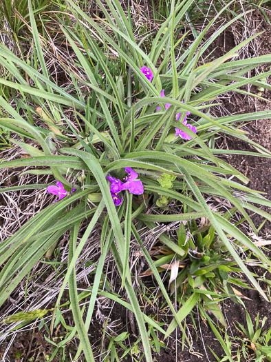 image of Tradescantia hirsuticaulis, Hairy Spiderwort