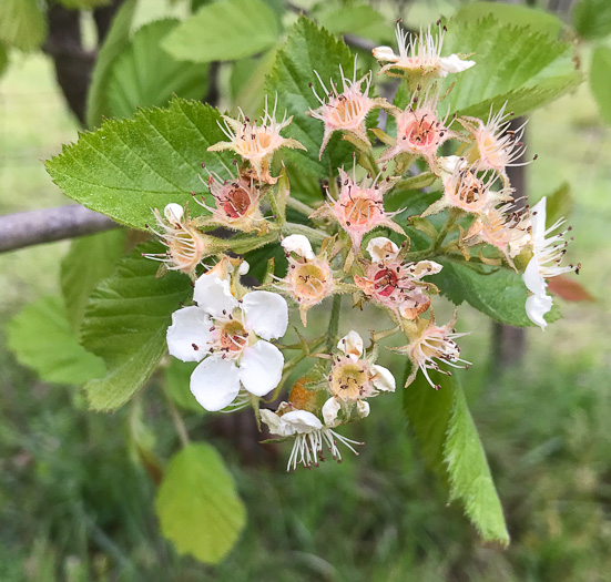 image of Crataegus mollis var. texana, Texas Downy Hawthorn