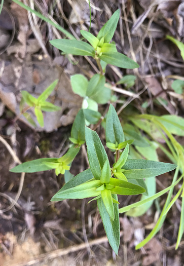 image of Houstonia purpurea, Summer Bluet, Mountain Bluet, Woodland Bluet, Purple Bluet