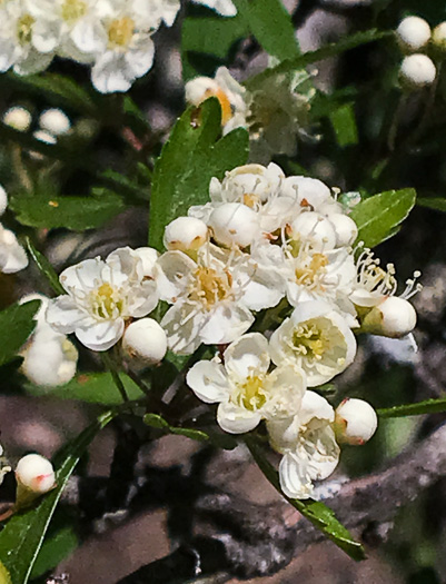 image of Crataegus spathulata, Littlehip Hawthorn, Spatulate Haw