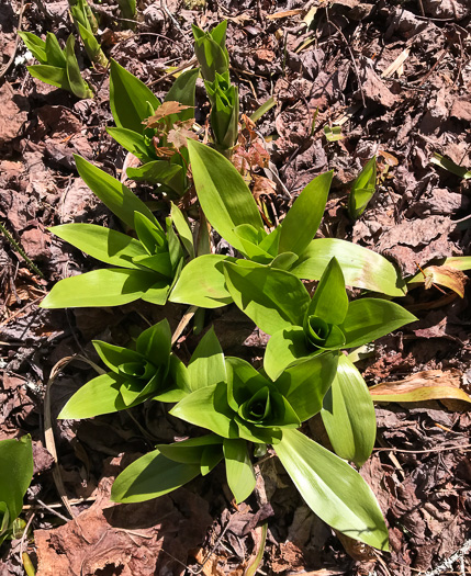 image of Helonias bullata, Swamp Pink