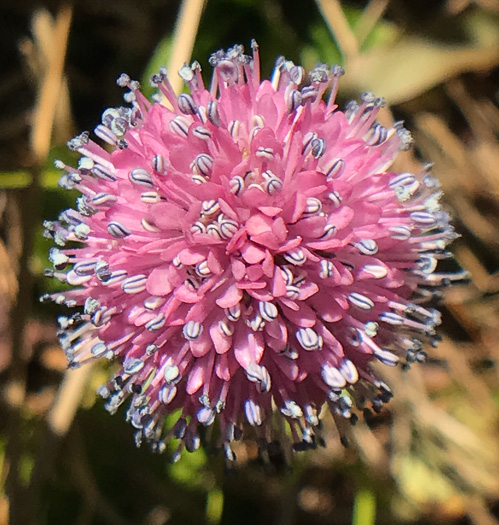 image of Helonias bullata, Swamp Pink