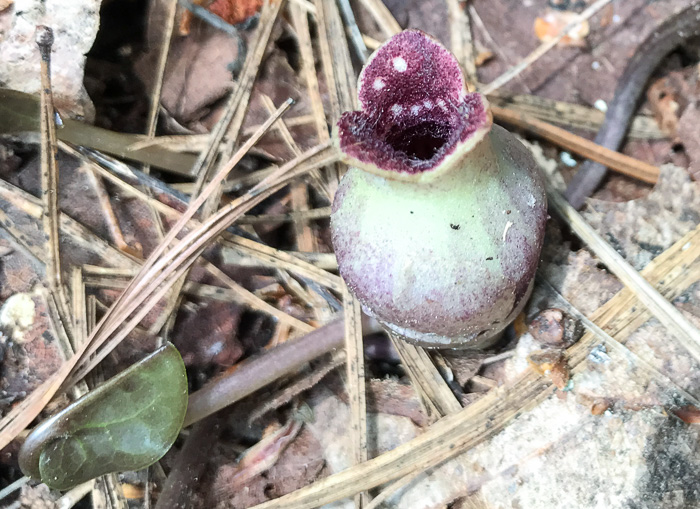 image of Hexastylis rhombiformis, French Broad Heartleaf, Carolina Heartleaf