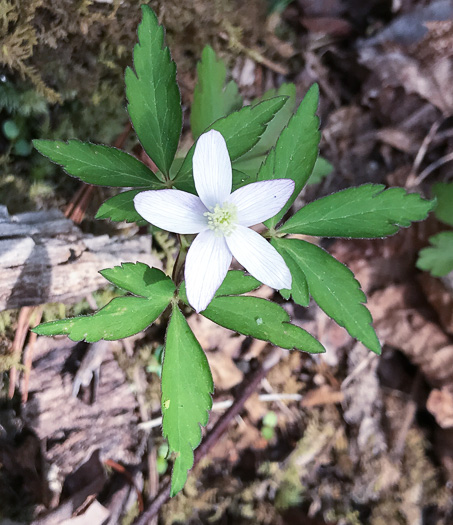 image of Anemone quinquefolia, Wood Anemone