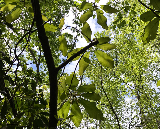 image of Magnolia fraseri, Fraser Magnolia, Mountain Magnolia, Earleaf Umbrella-tree, Umbrella Tree