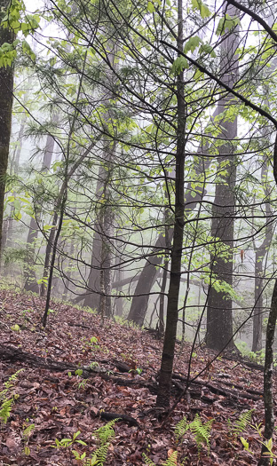 image of Pinus strobus, Eastern White Pine