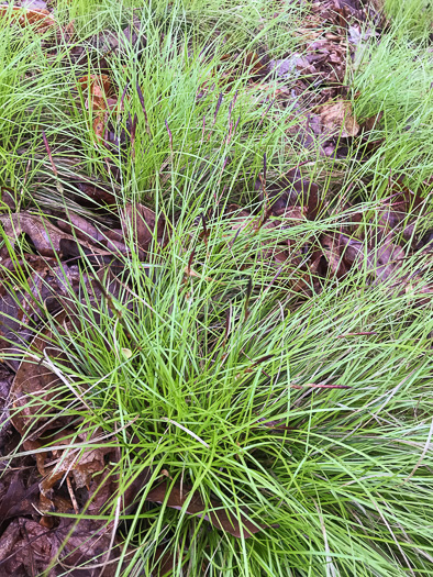 image of Carex austrolucorum, Appalachian Woodland Sedge