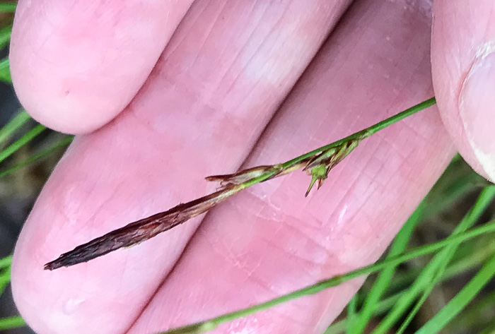 image of Carex austrolucorum, Appalachian Woodland Sedge