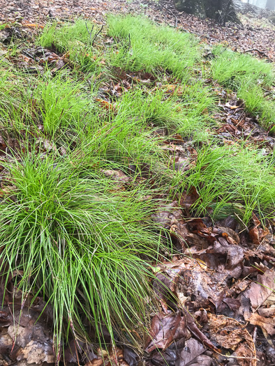 image of Carex austrolucorum, Appalachian Woodland Sedge