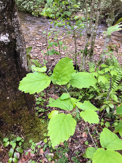 image of Hamamelis virginiana var. virginiana, Northern Witch-hazel