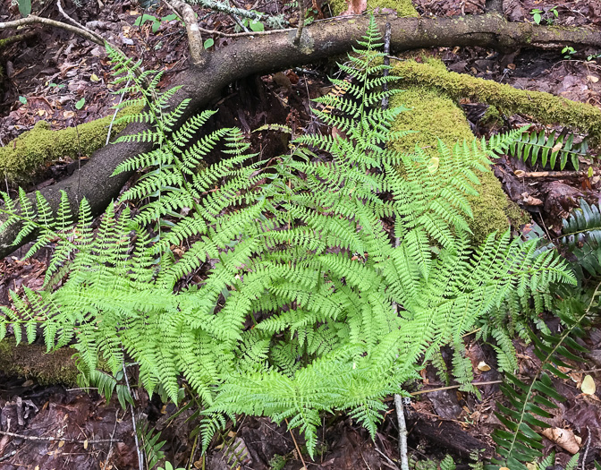 image of Dryopteris intermedia, Evergreen Woodfern, Fancy Fern, Intermediate Woodfern