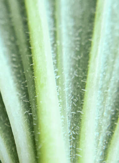 image of Polygonatum pubescens, Downy Solomon’s Seal, Hairy Solomon's Seal