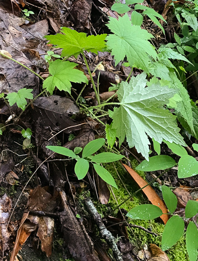 image of Heuchera villosa, Mapleleaf Alumroot, Hairy Alumroot, Rock Alumroot, Crag-jangle