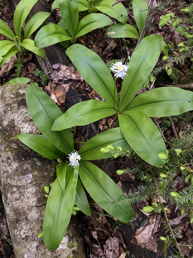 image of Clintonia umbellulata, Speckled Wood-lily, White Clintonia