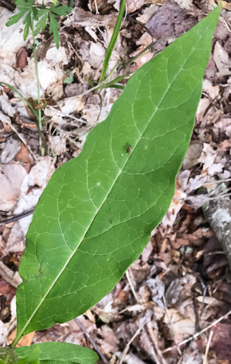 image of Asclepias exaltata, Poke Milkweed, Tall Milkweed