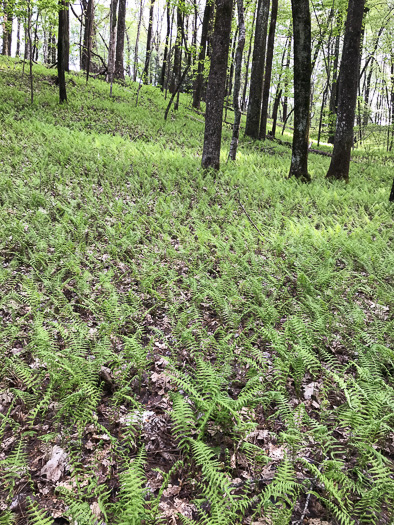 New York Fern